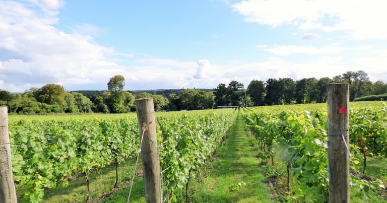 Wine Tastings in London