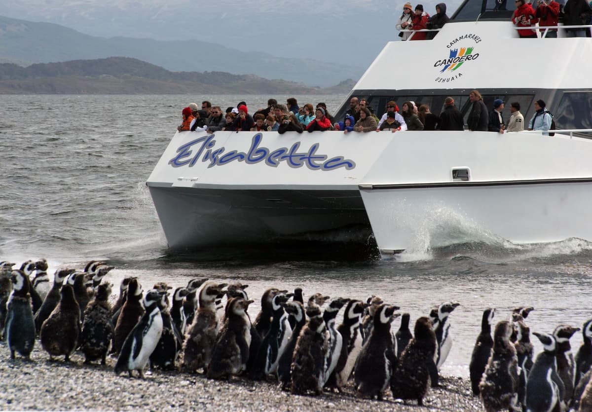 Ushuaia: tour en catamarán para ver pingüinos