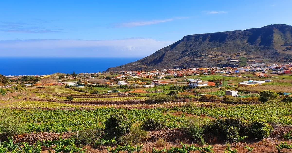 Vino de Tenerife: visita guiada y cata con picoteo canario