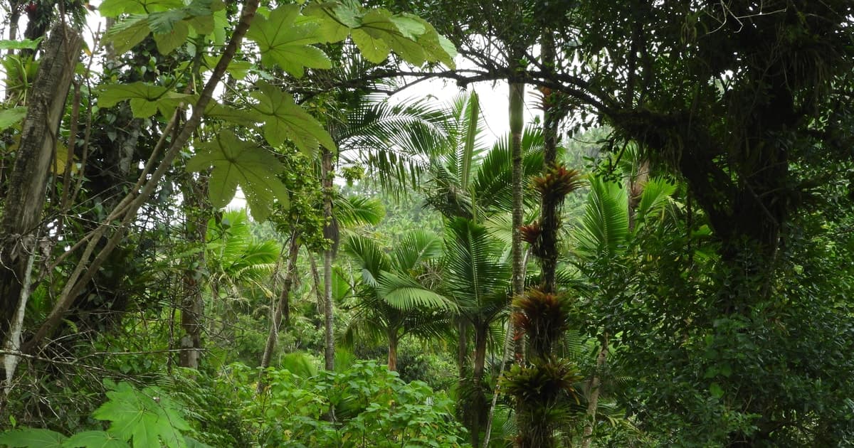 Paseo por el bosque nacional El Yunque y la playa de Luquillo