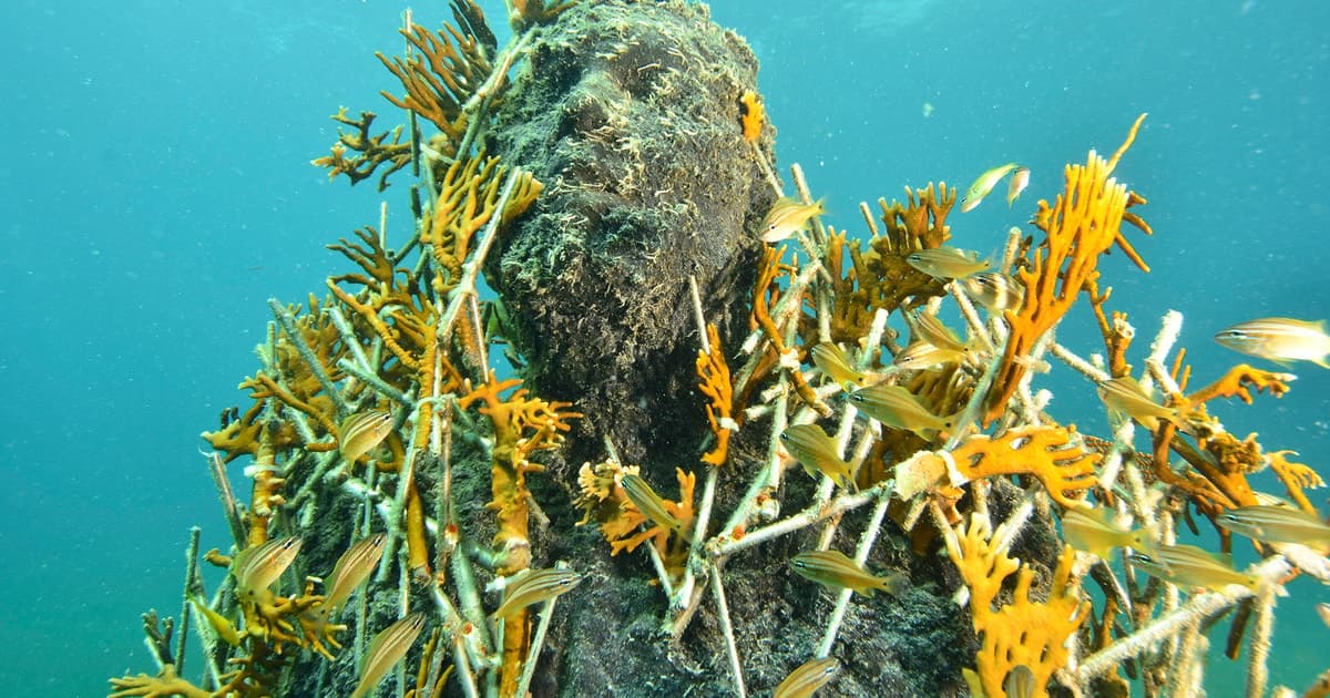 Cancún: Museo Subacuático y Arrecife para Buceadores Certificados