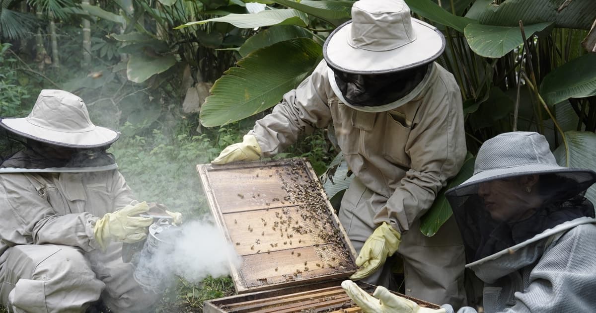 MEDELLÍN: Experiencia apícola en finca cafetera