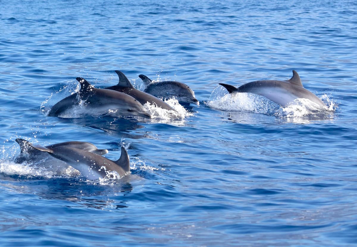 Pollença: Excursión en barco para avistar delfines