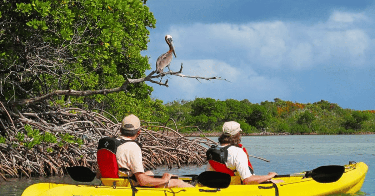 Mangrove Jungle exploration on SUP/Kayak