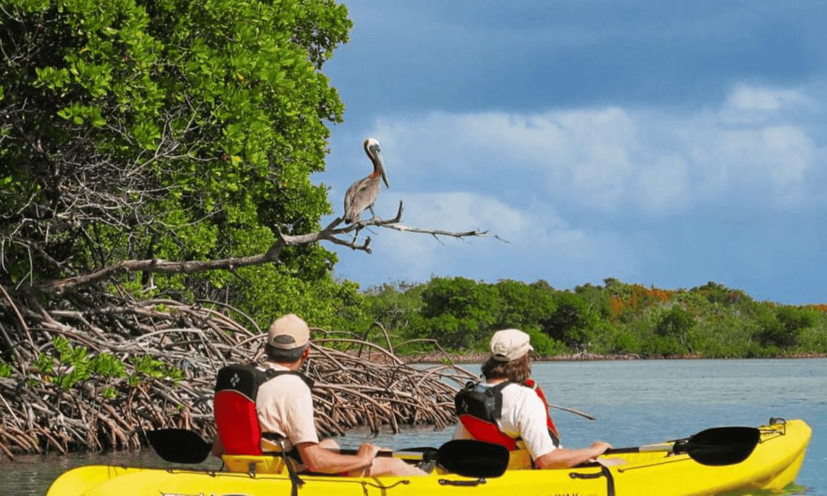 Mangrove Jungle exploration on SUP/Kayak