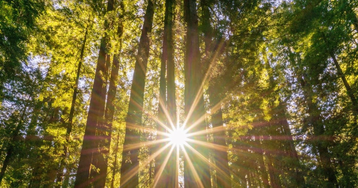 San Francisco: Muir Woods and Sausalito Experience