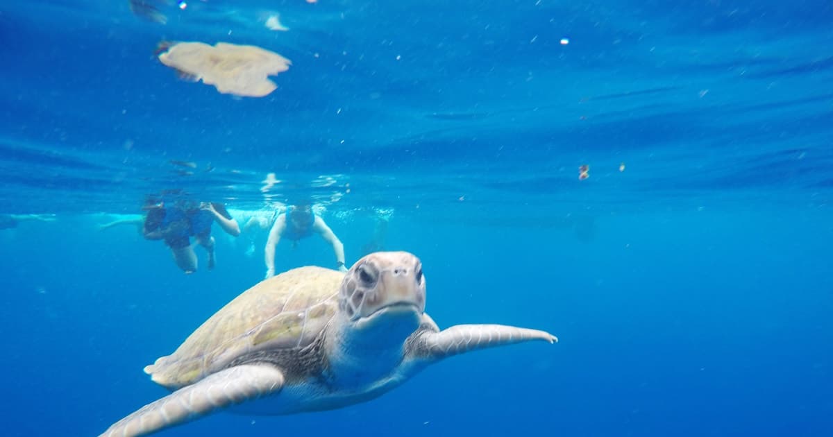 Tenerife: aventura en kayak y esnórquel con fotos incluidas