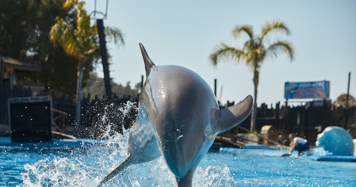 Mundomar Benidorm: Ticket para el parque de animales marinos y exóticos