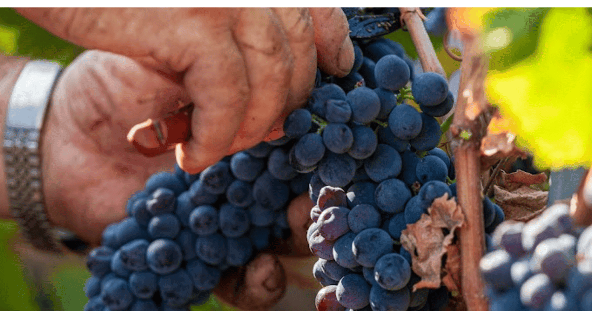 Boutique Winery Visit & Tasting near Rome