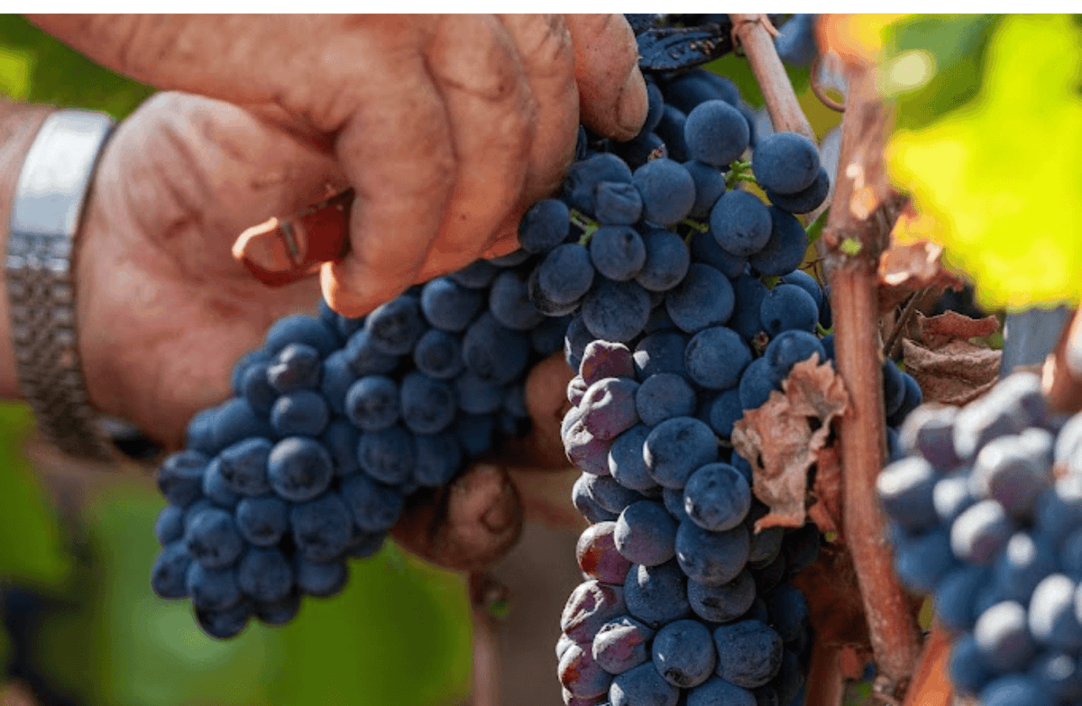 Boutique Winery Visit & Tasting near Rome