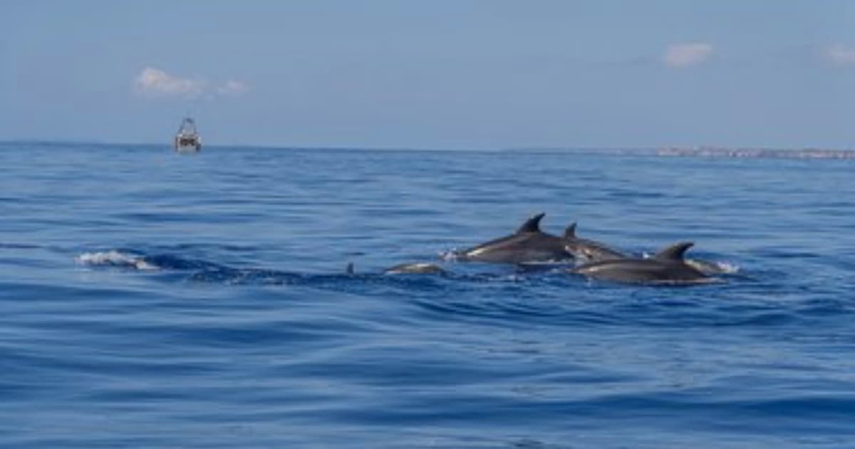 Desde Can Picafort: Avistamiento de Delfines y Excursión en Barco por las Cuevas