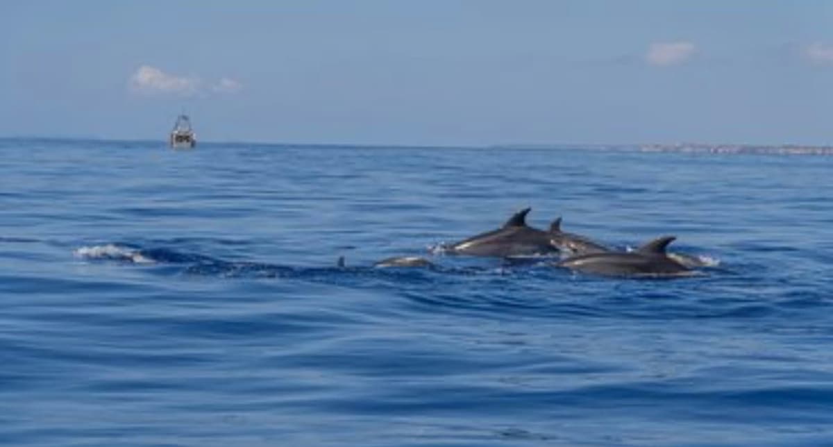 Desde Can Picafort: Avistamiento de Delfines y Excursión en Barco por las Cuevas