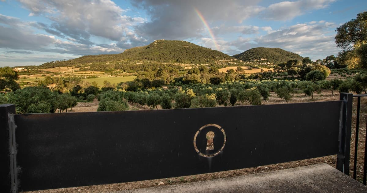 Visita a un olivar de Mallorca, cata de vino y aceite y almuerzo ligero