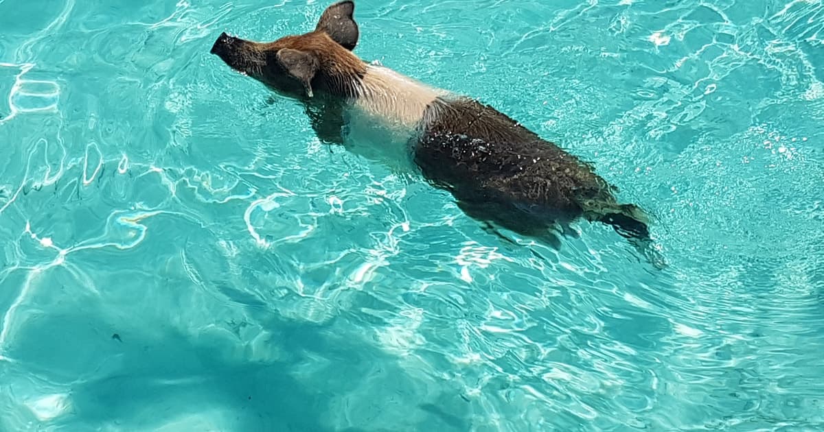 Nassau: Rose Island Swimming Pigs & Turtles Snorkeling Tour
