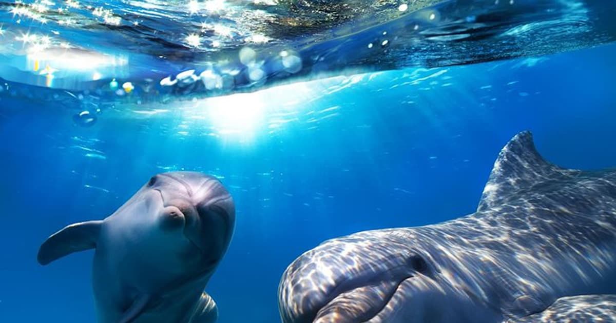 Gran Canaria: tour de avistamiento de ballenas y delfines