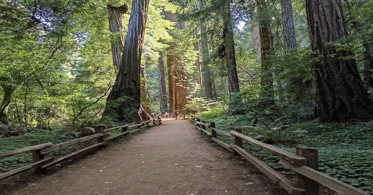 San Francisco: Full-Day City Tour w/ Muir Woods & Sausalito