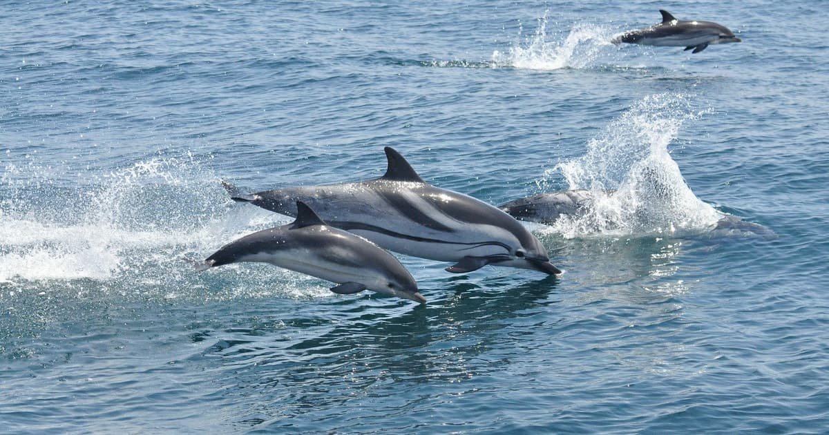 From Costa del Sol: Gibraltar Dolphin Watching by Boat