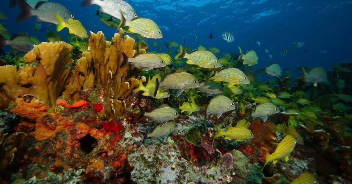2 Inmersiones en el Océano: Museo Subacuático MUSA y Arrecife Manchones
