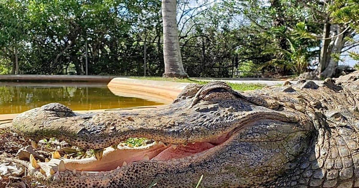 Miami: tour en hidrodeslizador por los Everglades y zona de interpretación