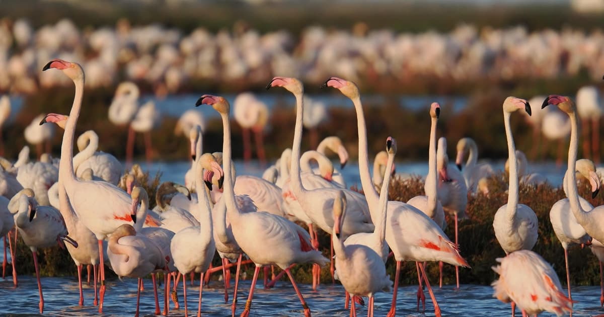 Observación de flamencos en el Delta del Ebro al atardecer