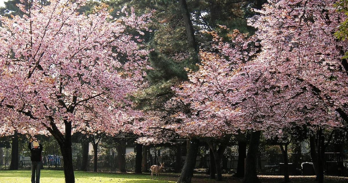 Kioto: Nara, Todaiji, Santuario Kasuga Taisha Día Completo Privado