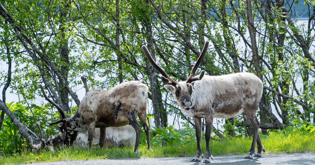 Tromsø: tour de la aurora boreal con experiencia con renos