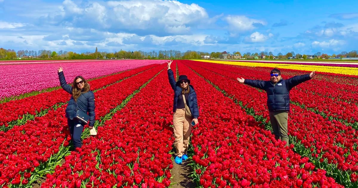 Amsterdam: Discover Dutch Tulip Fields with an Expert Guide