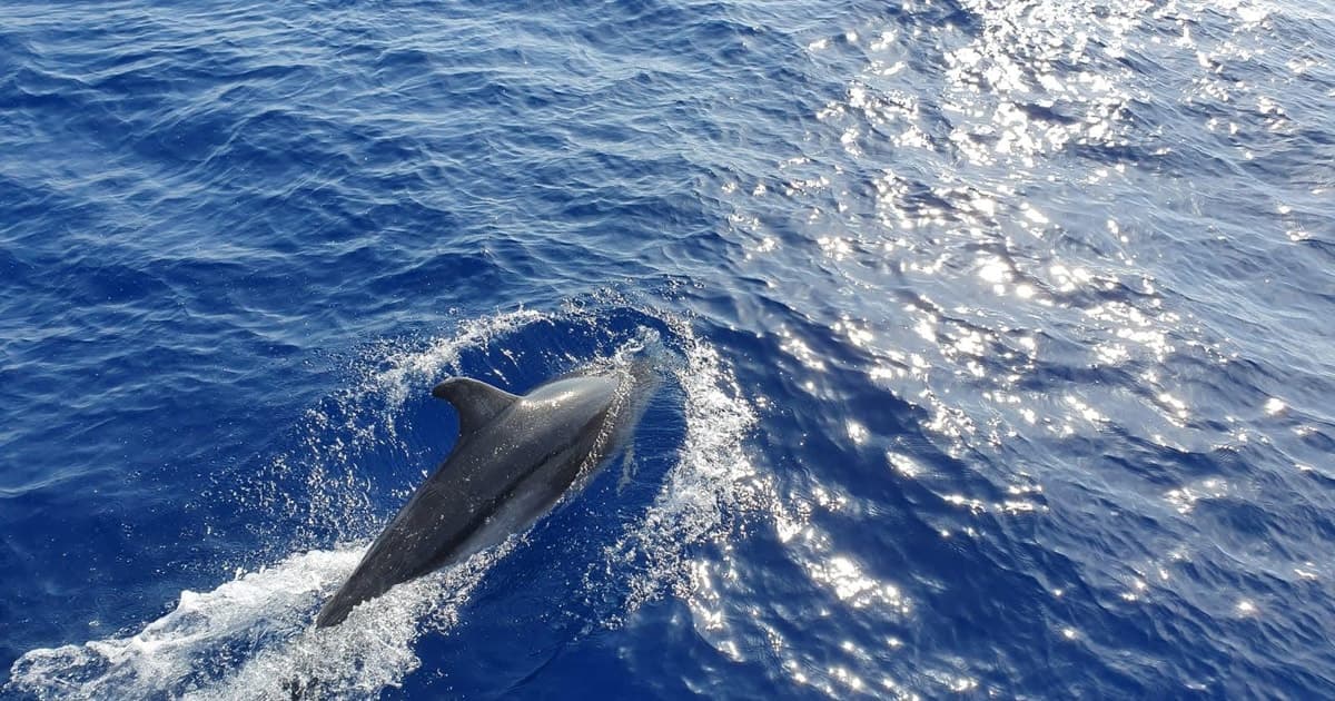 Desde Paguera: crucero de avistamiento de delfines en un barco con fondo de cristal