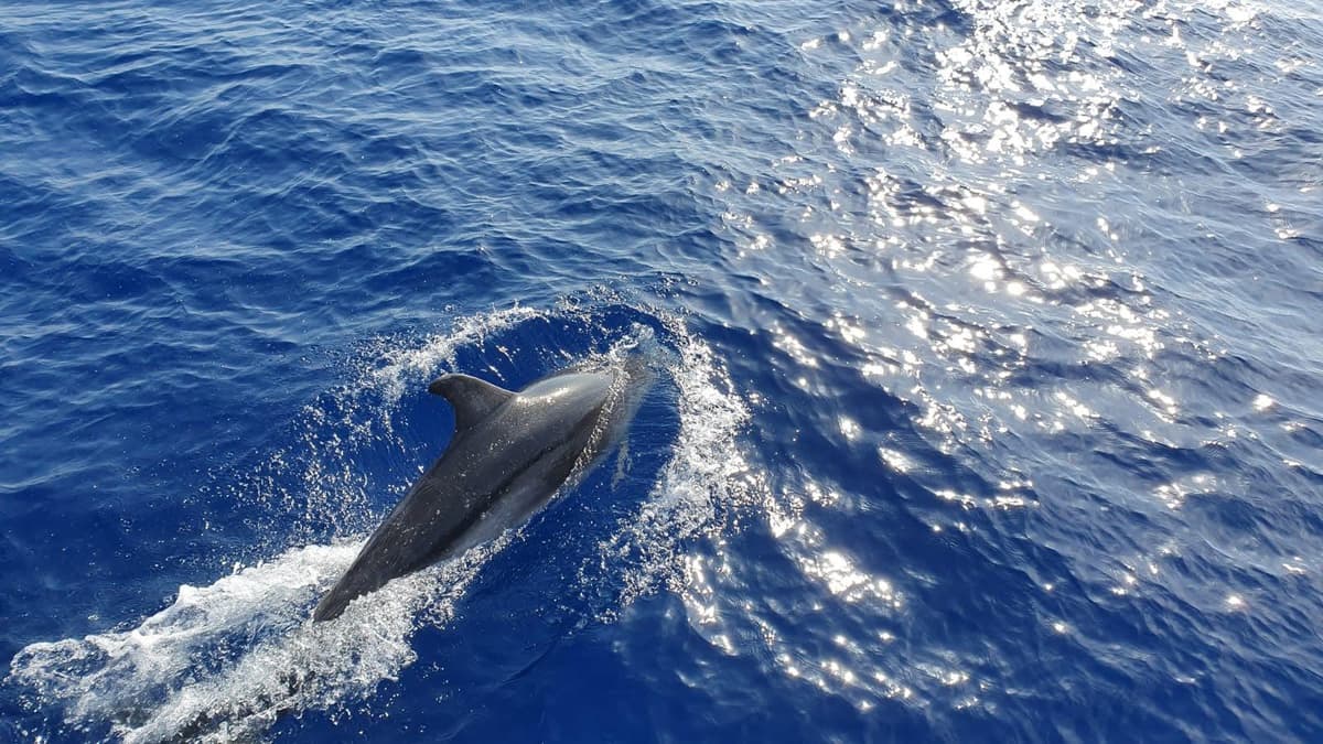Desde Paguera: crucero de avistamiento de delfines en un barco con fondo de cristal