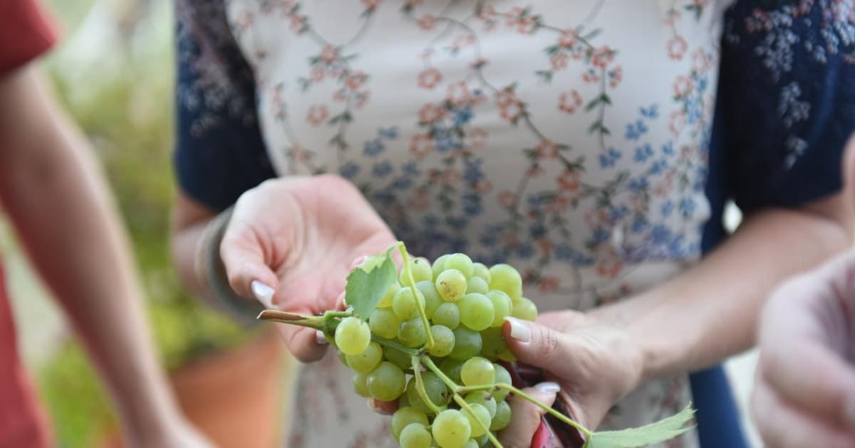 Portugal: 2 days in the Douro Valley with Harvest experience