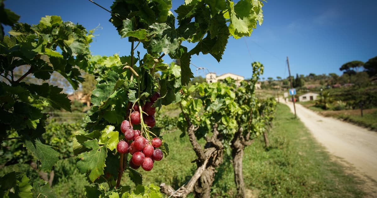 From Barcelona: Sailing and Wine Tasting Experience