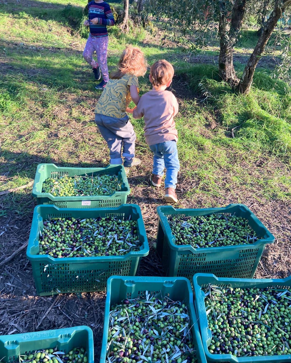 Fiesole: guided visit to a historic organic olive farm