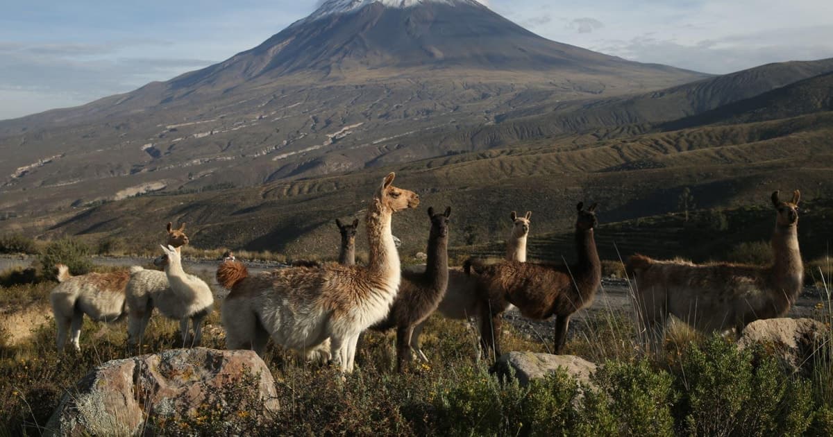 Excursión a la Reserva Nacional de Salinas y Aguada Blanca