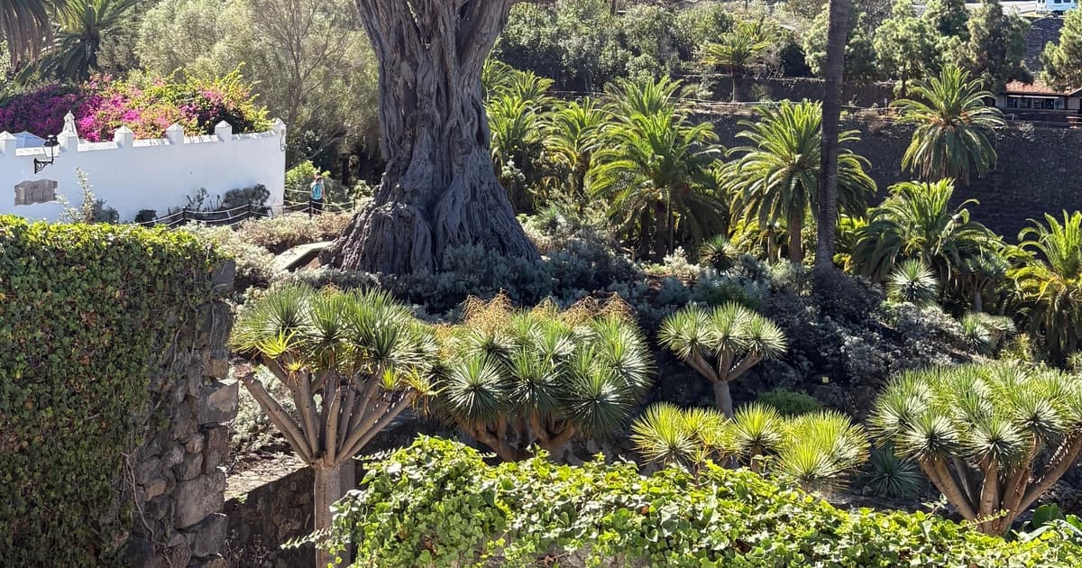 Icod de los Vinos Dragon Tree, Naturals Pools and Guachiche