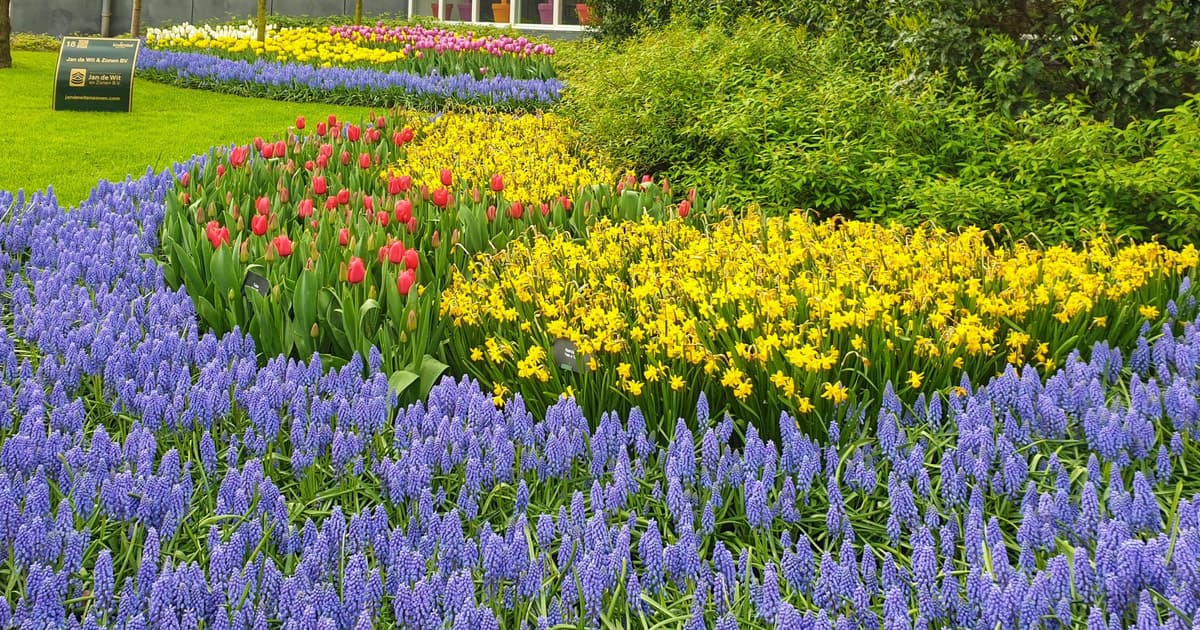 Amsterdam to Keukenhof & Delft Small Group Guided Tulip Tour