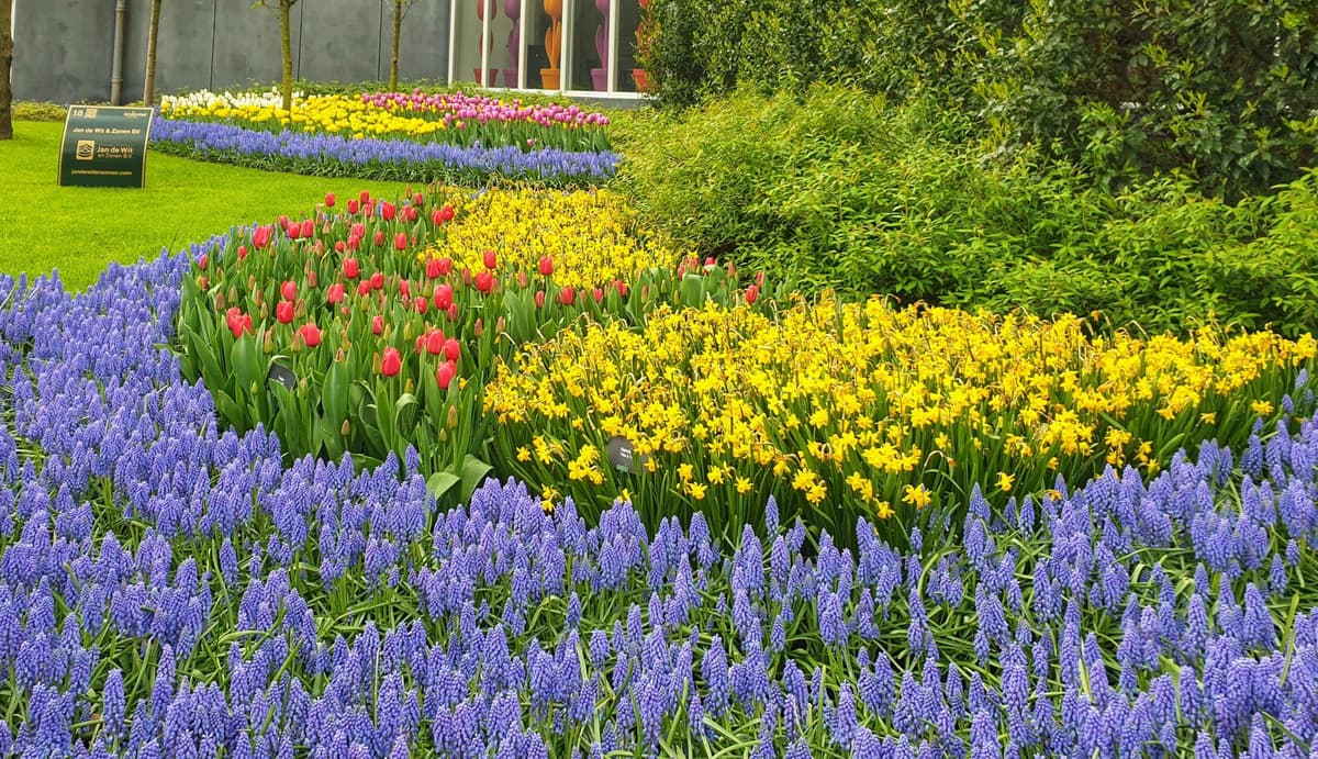 Amsterdam to Keukenhof & Delft Small Group Guided Tulip Tour