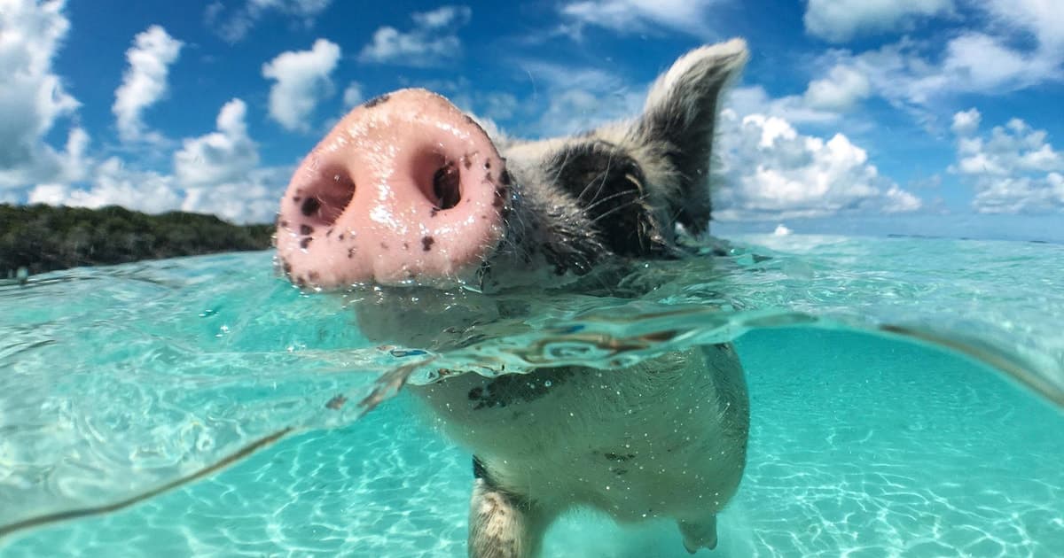 Nassau: 3-Island Snorkel Tour with Pigs, Beach Club, & Lunch