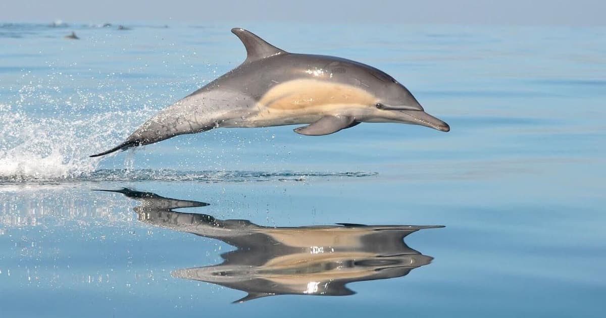 Mallorca: Tour en Barco con avistamiento de delfines