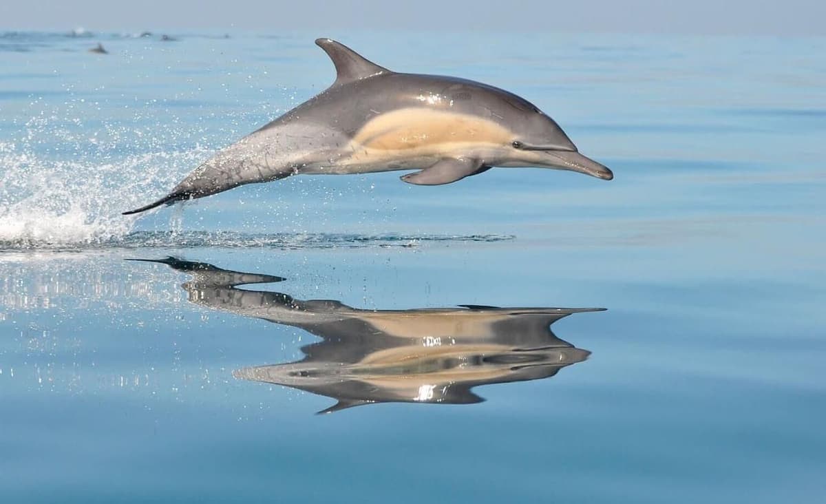 Mallorca: Tour en Barco con avistamiento de delfines al amanecer