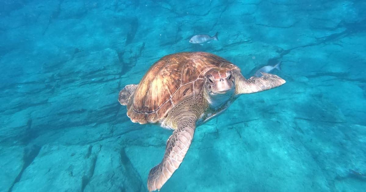 Tenerife: Descubre la vida marina en kayak! Con snorkel y fotos incluidas