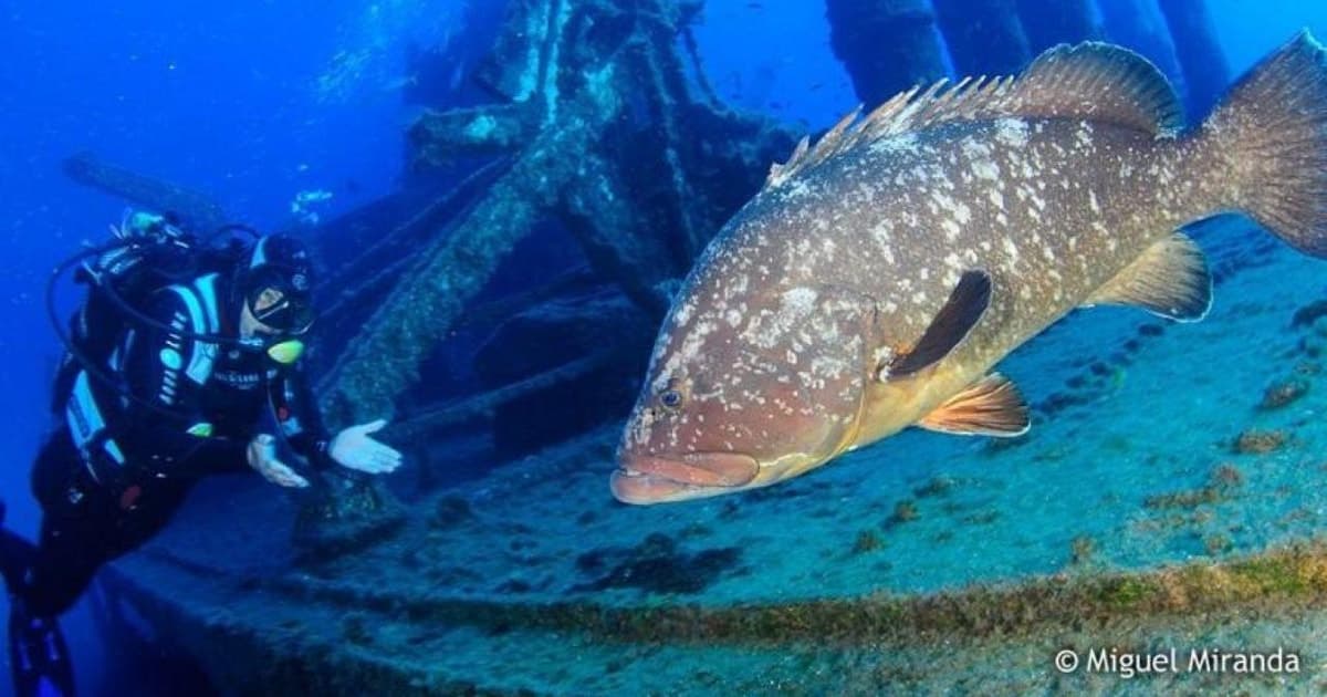 Madeira: 4 horas de buceo desde la isla de Porto Santo