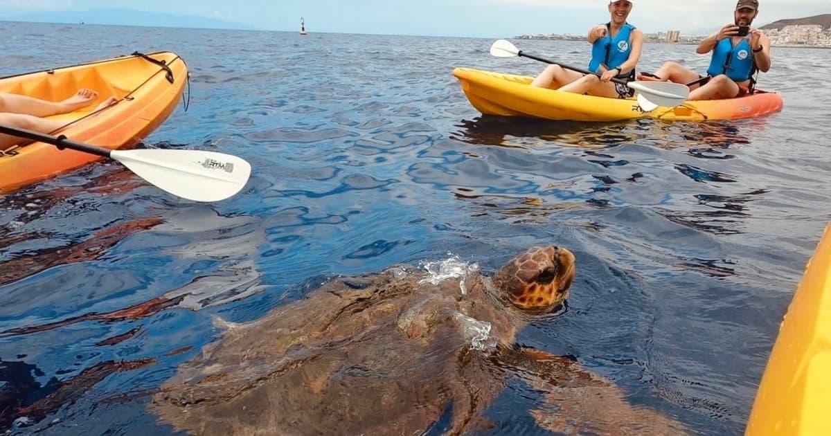 Tenerife: safari en kayak y esnórquel en una reserva marina