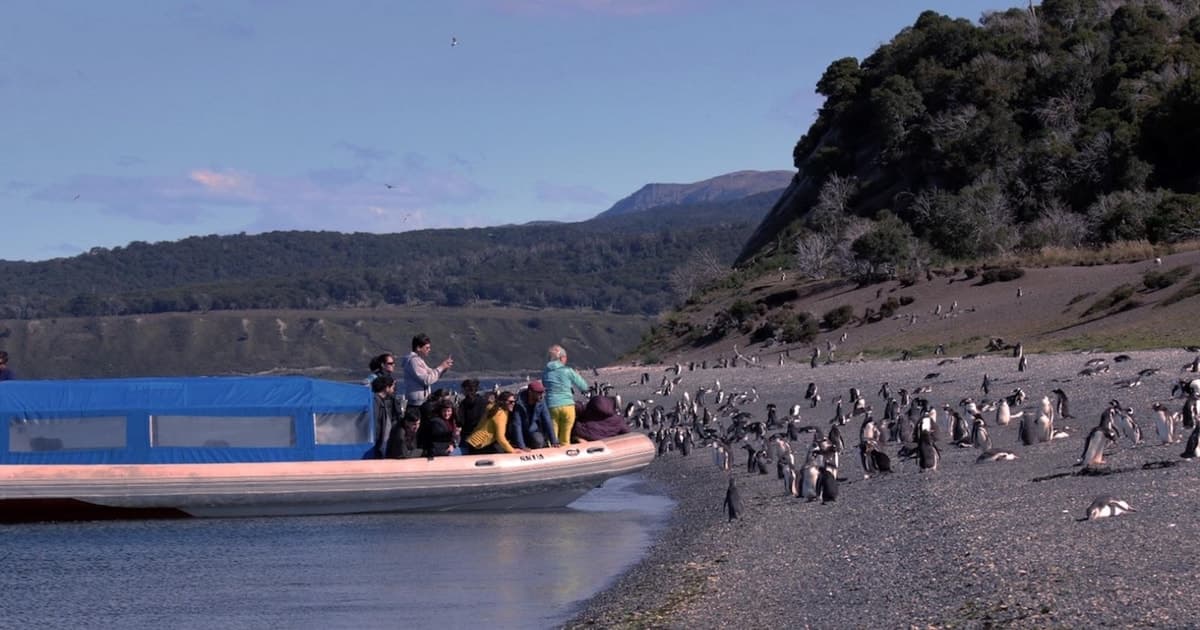 Ushuaia: Excursión de avistamiento de pingüinos en barco desde Puerto Almanza