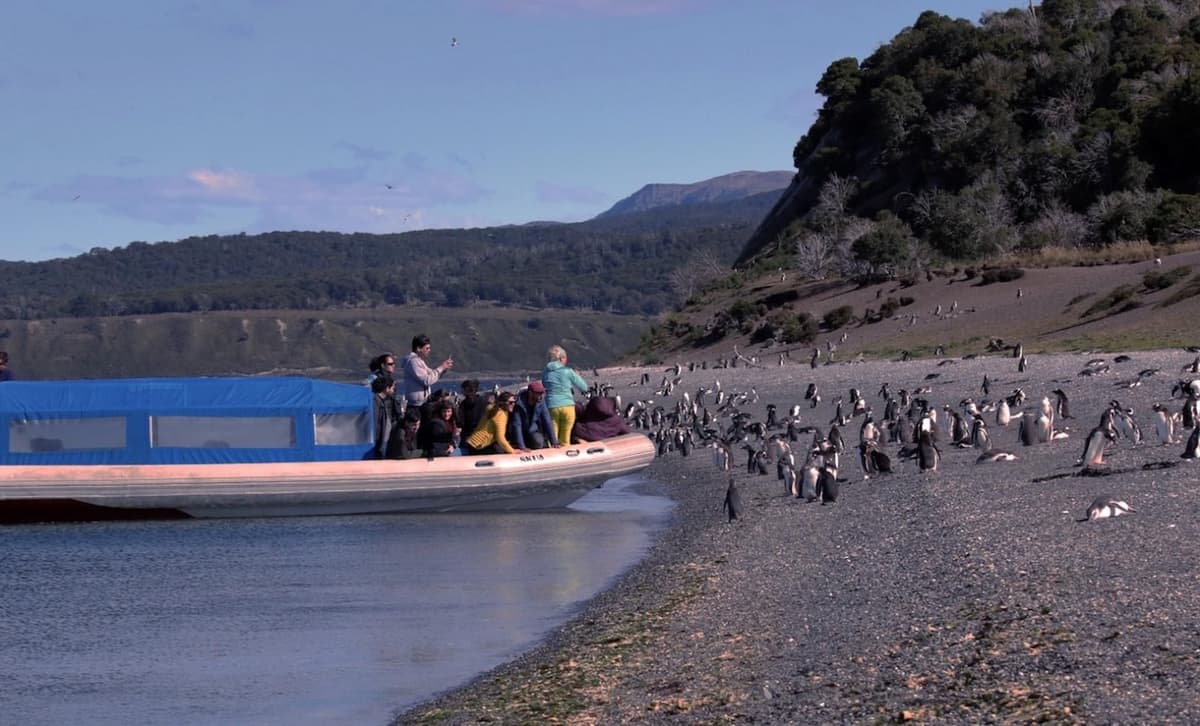 Ushuaia: Excursión de avistamiento de pingüinos en barco desde Puerto Almanza