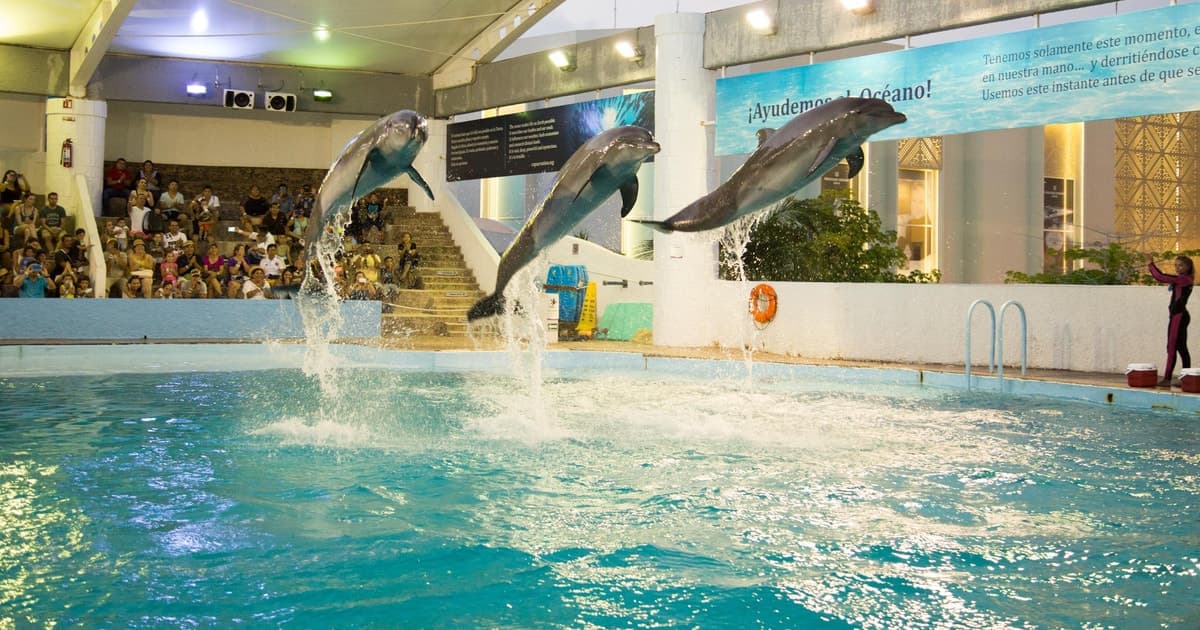 Entrada al Acuario Interactivo de Cancún + Presentación de Delfines