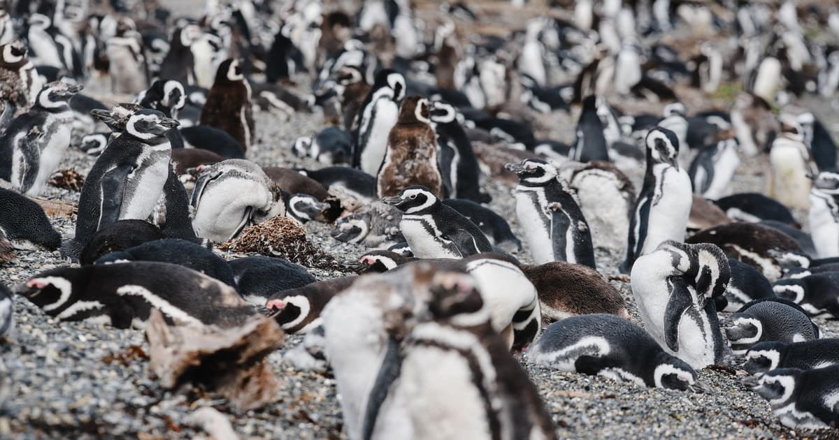 Avistaje de Pingüinos desde Puerto Almanza