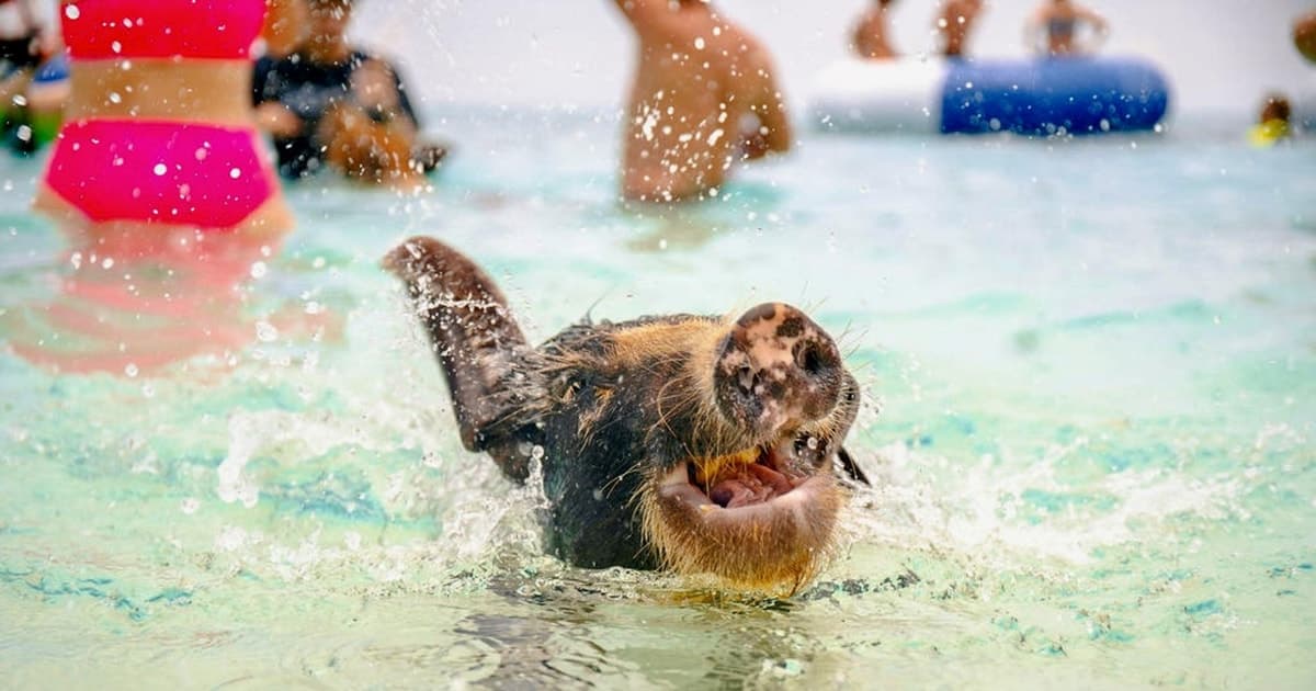Nassau: Rose Island Swimming Pigs and Beach Day Group Tour