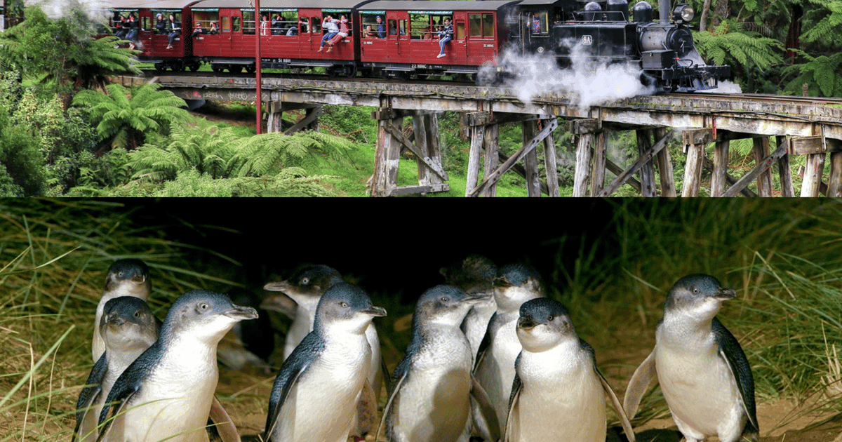 From Melbourne: Puffing Billy and Penguin Parade Combo Tour