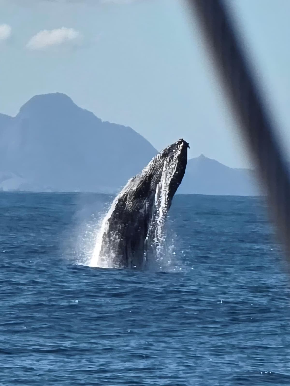 Excursión exclusiva para avistamiento de ballenas en Río de Janeiro
