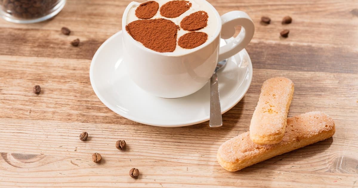 Merienda y tentempié con los gatos en el Crazy Cat Café, con dulce y bebida incluidos